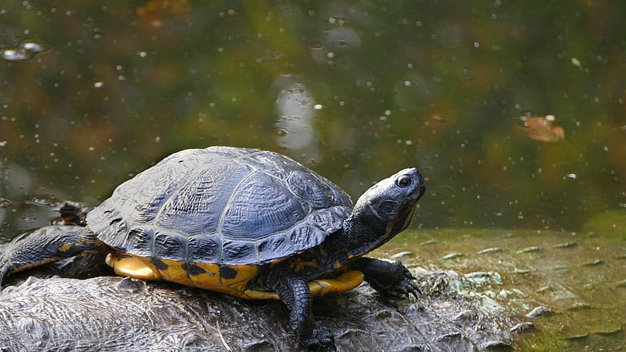 tortuga, lent, shell, animal, rèptil, naturalesa, salvatge, zoo, dur, rèptils, pell, armadura, aigua, animals, medi ambient, a l'aire lliure, temes d'animals, fauna animal, animals a la natura, vertebrats, un animal, llac, cap gent, centrar-se en primer pla, dia, sòlid, rock - object, amfibi, marí, closca de tortuga, 4K