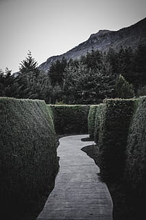 pathway, grønt græs, plante, træ, himmel, rolig scene, ro, scenics - natur, ingen mennesker, skønhed i naturen, natur, vækst, bjerg, dag, ikke-urbane scene, skyfri himmel, miljø, jord, udendørs, idyllisk, græs, vejen frem, hæk, 5K, CC0, offentligt domæne, royaltyfrie