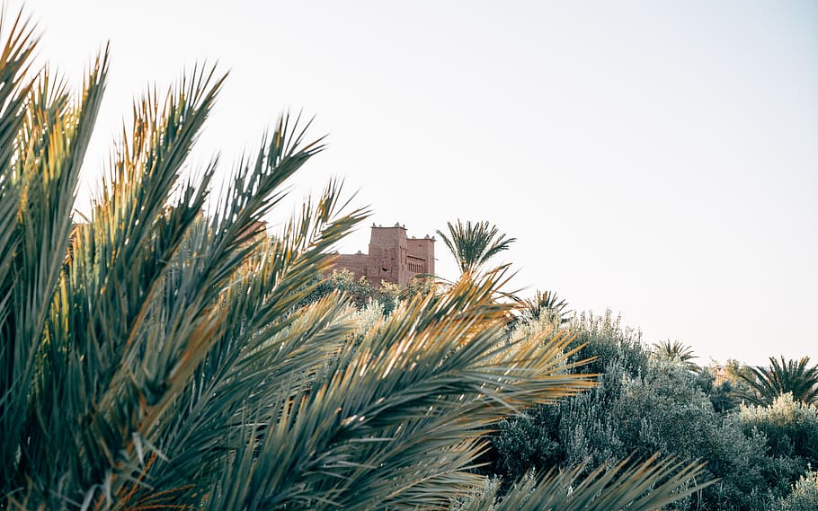 arbres verds, herba, planta, vegetació, arbre, agavaceae, gespa, conífera, Palmera, arecaceae, avet, abies, canya, arbust, edifici, pi, agropyron, a l'aire lliure, naturalesa, paisatge, paret, cel, creixement, dia, exterior de l'edifici, cel clar, estructura construïda, cap gent, clima tropical, arquitectura, color verd, còpia espai, full, cultiu, bellesa a la natura, fulla de palma, arbre de coníferes, 8K