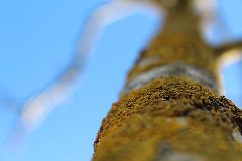 material, fons, mâche, fora, naturalesa, groc, blau, hivern, arbre, vista d’angle baix, enfocament selectiu, primer pla, cap gent, dia, cel, planta, creixement, textura, a l'aire lliure, cel clar, molsa, tronc de l'arbre, primer pla extrem, tronc, bellesa a la natura, directament a sota, liquen, 5K, CC0, domini públic, lliure de regalies