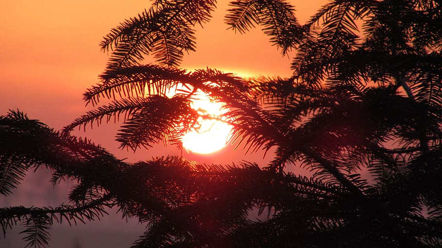albero, tramonto, sole, arancia, beautifull, cielo, pianta, bellezza nella natura, la tranquillità, silhouette, scenics - natura, luce del sole, nessuno, crescita, natura, scena tranquilla, Inquadratura dal basso, ramo, colore arancione, idilliaco, all'aperto, scena non urbana, riflesso lente, luminosa, albero di conifere, 5K