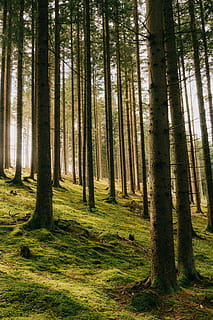 verde, leafed, alberi forestali, foresta, natura, terra, vegetazione, albero, flora, pianta, all'aperto, Austria, Seeboden, Carinzia, betulla, conifera, boschetto, erba, quercia, foresta pluviale, giungla, tronco, tronco d'albero, la tranquillità, crescita, bosco, bellezza nella natura, scena tranquilla, nessuno, giorno, scenics - natura, colore verde, scena non urbana, paesaggio, luce del sole, 5K, CC0, dominio pubblico, privo di copyright