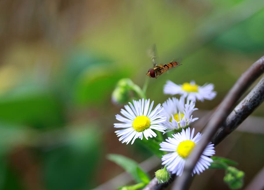 včela, let, insecta, květ, Příroda, kvetoucí rostlina, křehkost, rostlina, svěžest, hmyz, krása v přírodě, zranitelnost, bezobratlý, zvíře, zvířat, okvětní lístek, zvířata ve volné přírodě, jednoho zvířete, růst, detail, květu hlavy, selektivní zaměření, nikdo, pyl, opylování, 4K