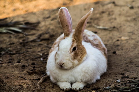 conill, llebre, animal, Pasqua, bonic, mamífer, naturalesa, orellada, pelut, orelles, temes d'animals, un animal, conill - animal, mascotes, animals domèstics, fauna animal, vertebrats, terra, centrar-se en primer pla, nacional, camp, animals a la natura, cap gent, primer pla, dia, relaxació, cap d’animals, orella animal, herbívors, 5K, CC0, domini públic, lliure de regalies