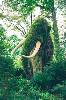 mamut, atlanta, planta, bosc, arbre, jardí botànic d’Atlanta, Estats Units, naturalesa, tronc, elefant, estàtua, jardí, tusk, fullatge, botànic, animal, art, enorme, verd, terra, color verd, creixement, una persona, persones reals, dia, estils de vida, activitat d'oci, a l'aire lliure, dones, bellesa a la natura, tranquil·litat, exuberant fullatge, adult, pentinat, 5K, CC0, domini públic, lliure de regalies