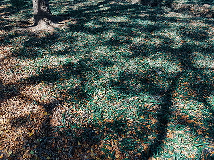 sòl, planta, arbre, tronc de l'arbre, catifa, rock, algues, avet, abies, agropyron, gespa, herba, molsa, cobrellit, venes, barana, insecte de cricket, animal, insecte, naturalesa, cap gent, dia, terra, creixement, vista d’angle alt, ombra, llum solar, marc complet, tronc, tranquil·litat, a l'aire lliure, bellesa a la natura, camp, fons, color verd, primer pla, centrar-se en l'ombra, 4K, CC0, domini públic, lliure de regalies