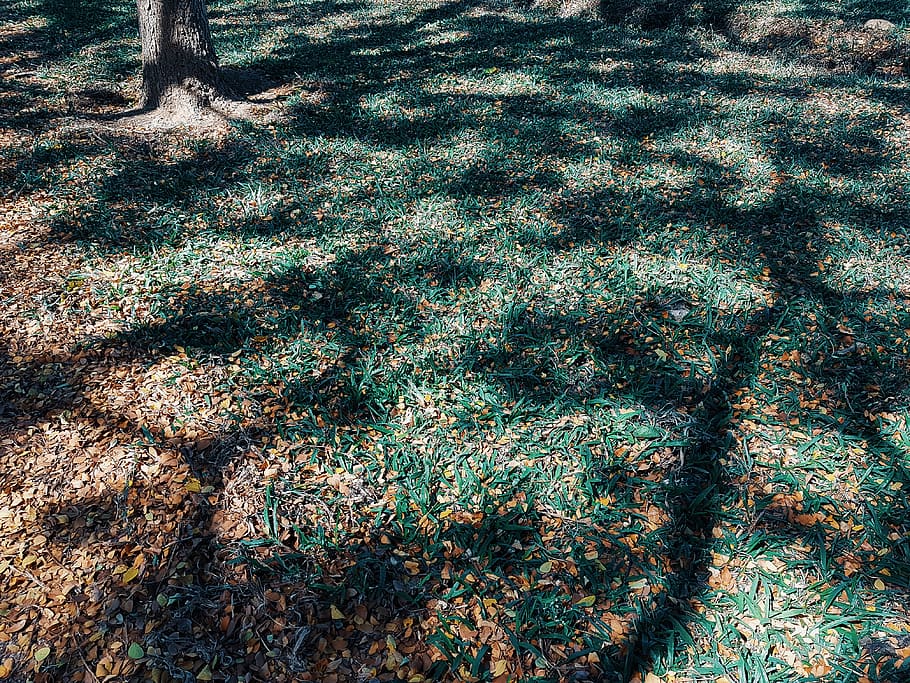 sòl, planta, arbre, tronc de l'arbre, catifa, rock, algues, avet, abies, agropyron, gespa, herba, molsa, cobrellit, venes, barana, insecte de cricket, animal, insecte, naturalesa, cap gent, dia, terra, creixement, vista d’angle alt, ombra, llum solar, marc complet, tronc, tranquil·litat, a l'aire lliure, bellesa a la natura, camp, fons, color verd, primer pla, centrar-se en l'ombra, 4K