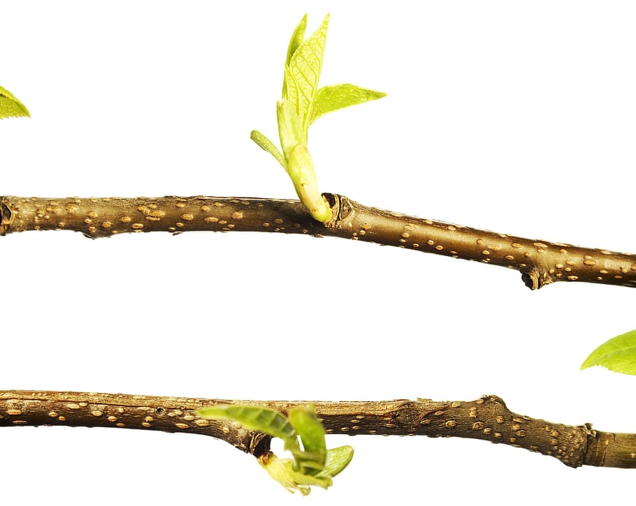 branca, arbre, full, verd, blanc, planta, aïllat, creixement, naturalesa, primavera, brot, brotant, flor, brollar, nou, tija, primer pla, petit, esprai, fullatge, marró, estacional, botànic, creixent, explosió, florir, disparar, cirerer, vegetació, macro, temporada, flora, cirera, jove, jardí, herba, fresc, detall, poc, delicada, frescor, part de la planta, fons blanc, cap gent, color verd, tir de l'estudi, tija de la planta, tallar, a l'aire lliure, dia, còpia espai, animal, 4K