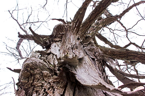 hickory, albero, inverno, abbaiare, natura, avvicinamento, pianta, ramo, tronco, tronco d'albero, nessuno, albero nudo, giorno, legno - materiale, strutturato, pianta morta, la tranquillità, cielo, all'aperto, Inquadratura dal basso, ruvido, terra, Driftwood, 4K, CC0, dominio pubblico, privo di copyright