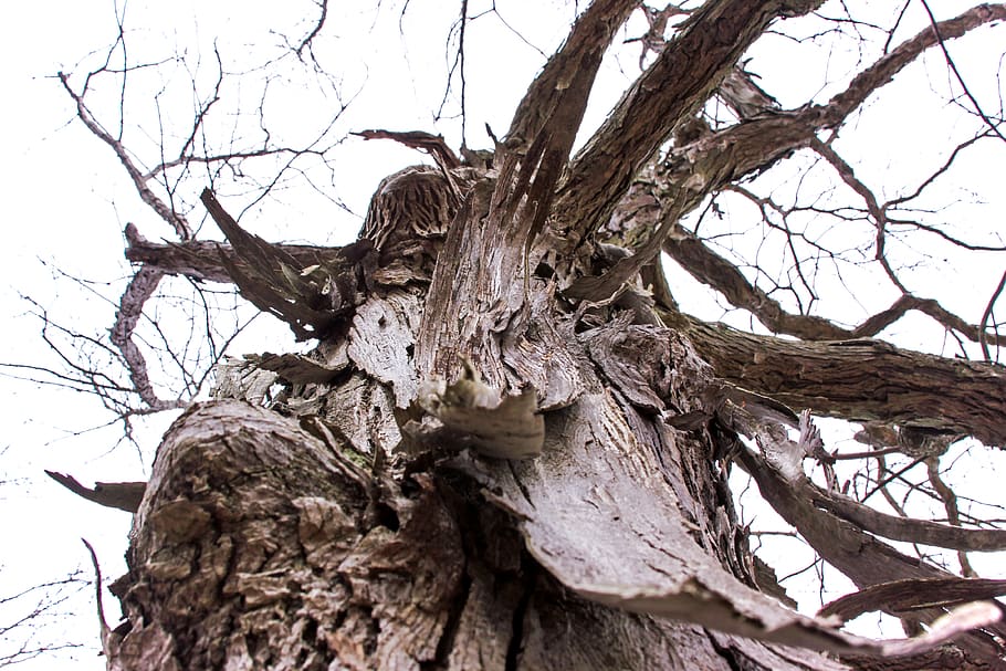 Hickory, arbre, hivern, escorça, naturalesa, primer pla, planta, branca, tronc, tronc de l'arbre, cap gent, arbre nu, dia, material de fusta, textura, planta morta, tranquil·litat, cel, a l'aire lliure, vista d’angle baix, aspre, terra, fusta flotant, 4K