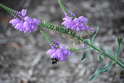 bee, pollen, nectar, nature, bloom, blossom, garden, plant, spring, flowers, pollination, honey, purple, bees, flower, flowering plant, fragility, freshness, growth, vulnerability, beauty in nature, close-up, focus on foreground, petal, flower head, pink color, no people, inflorescence, branch, day, tree, outdoors, springtime, cherry blossom, 5K, CC0, public domain, royalty free