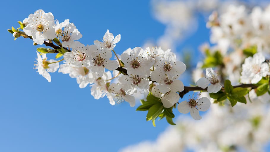 Natura, kwiaty, wiśnia, wiosna, może, kwiecień, biały, kwiat, kwiatostan, Oddział, Zielony, płatki, odchodzi, słupki, słońce, jasny, zamazany, piękny, roślina kwitnąca, roślina, kruchość, wrażliwość, piękno natury, świeżość, kwitnąć, drzewo, zbliżenie, niebo, Kwiat Wiśni, biały kolor, wzrost, dzień, Gałązka, żadnych ludzi, głowa kwiatu, na dworze, Wiśniowe drzewo, pyłek, bukiet kwiatów, 5K