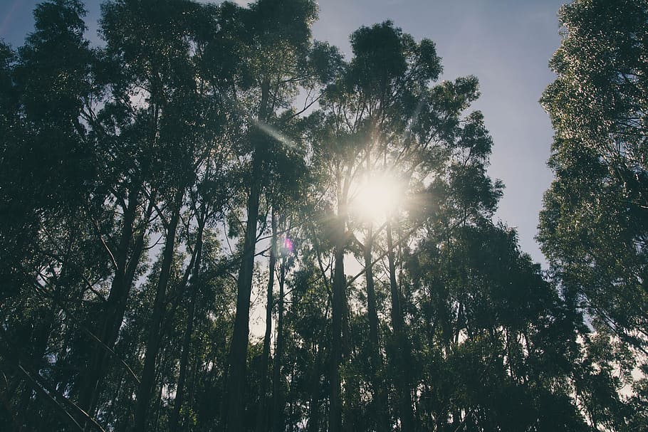 baix, fotografia d'angle, alt, arbres, brillant, medi ambient, paisatge, llum, naturalesa, llum solar, raigs solars, arbre, planta, creixement, bosc, cel, raig de sol, sol, terra, flare de la lent, bellesa a la natura, dia, persones reals, tranquil·litat, a l'aire lliure, vista d’angle baix, dues persones, activitat d'oci, escena no urbana, 5K