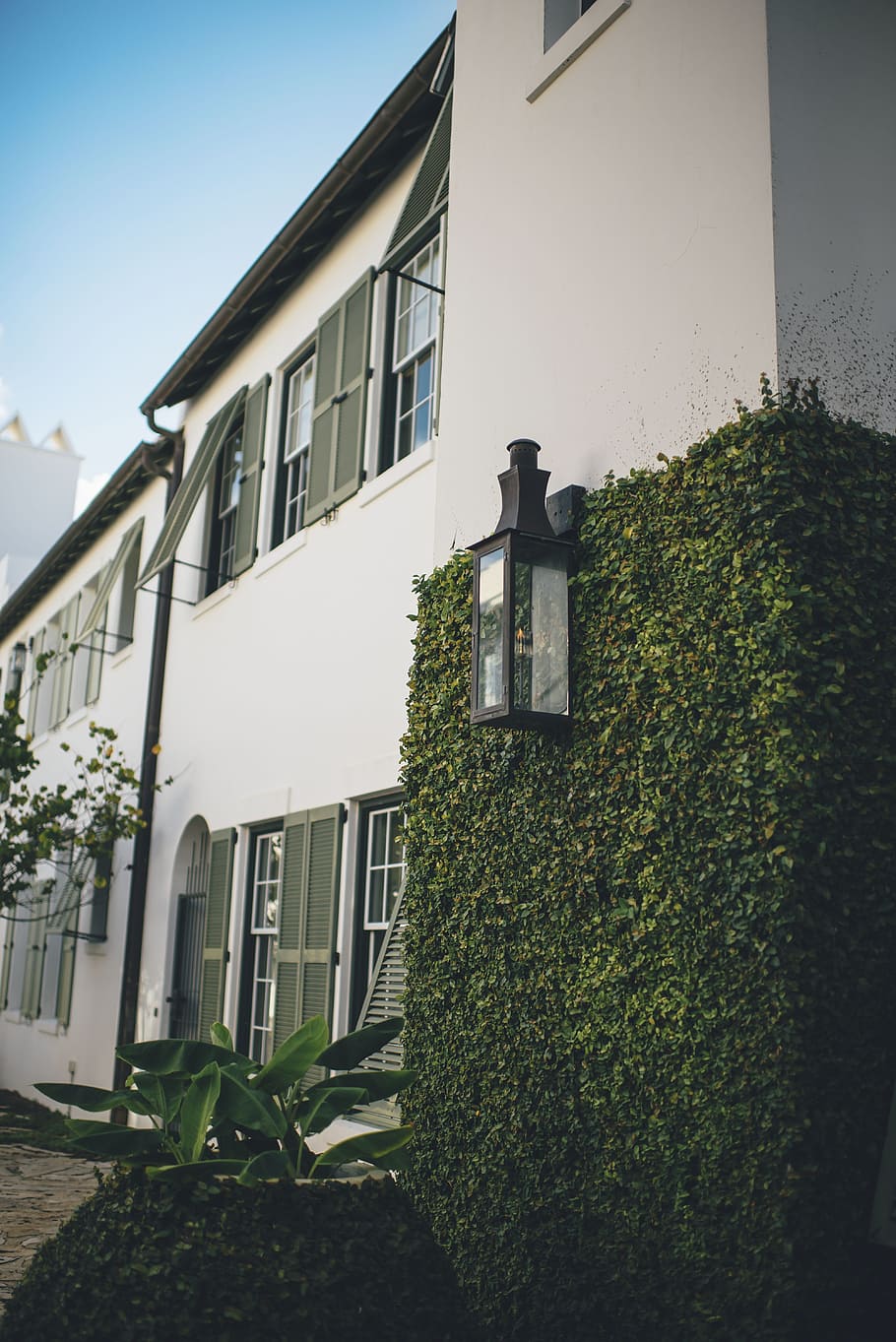 arquitectura, edifici, infraestructura, estructura, establiment, apartament, finestres, verd, fulles, jardí, llum, estructura construïda, exterior de l'edifici, planta, naturalesa, barri residencial, finestra, dia, creixement, casa, cap gent, color verd, a l'aire lliure, heura, llum solar, arbre, cel, full, vista d’angle baix, cobertura, 5K