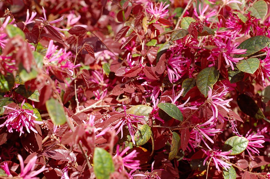 lapai, augalų, medis, augmenija, krūmas, žiedas, gėlė, acanthaceae, žiedlapis, klevo, lauke, bičių, vabzdys, bestuburiai, vapsva, Hornetas, andrena, gyvūnas, pumpurai, atauga, grožis gamtoje, augimą, Iš arti, augalų dalis, dieną, šviežumas, žydintys augalai, pobūdį, trapumas, atrankinis dėmesys, nėra žmonių, pažeidžiamumas, raudona, rausvos spalvos, visą kadrą, pakeisti, gėlių galva, gėlių puokštė, natūrali būklė, 2K