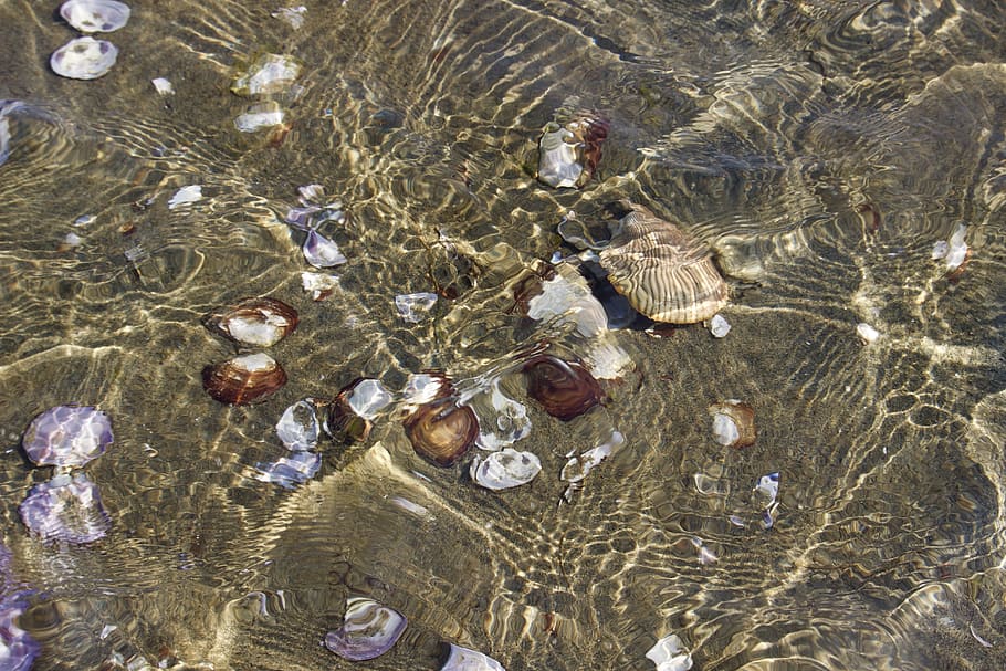unter wasser, Sommer-, Muscheln, Strand, Ozean, Meer, Wasser, Ufergegend, High Angle View, Tierwelt, Natur, Tier, Tierthemen, Tag, Tiere in freier Wildbahn, See, keine Leute, Schale, flach, gewellt, Gruppe von Tieren, transparent, nass, Wirbeltier, draußen, Marine, Reinheit, 5K