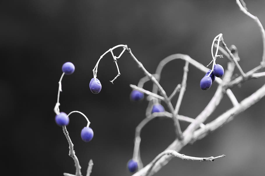 blau, planta, arbre, macro, naturalesa, primer pla, enfocament selectiu, cap gent, molècula, a l'interior, ciència, tir de l'estudi, educació, estructura molecular, connexió, creixement, centrar-se en primer pla, porpra, menjar i beguda, salut i medicina, fragilitat, gris, 2K