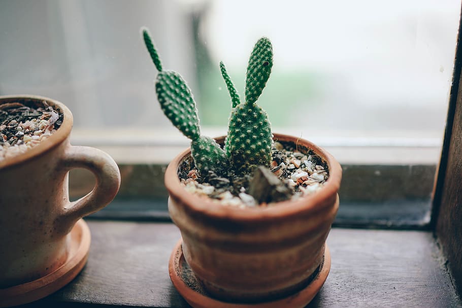verd, planta de cactus, marró, olla, fons, cactus, netejar, primer pla, bonic, disseny, exòtic, fresc, vidre, créixer, creixent, planta d'interior, a l'interior, natural, planta, espinós, habitació, rústic, agut, petit, suculent, espina, planta en test, taula, cap gent, planta suculenta, menjar i beguda, centrar-se en primer pla, creixement, color verd, menjar, naturalesa, dia, natura morta, frescor, material de fusta, enfocament selectiu, vaixella, test de flor, 5K