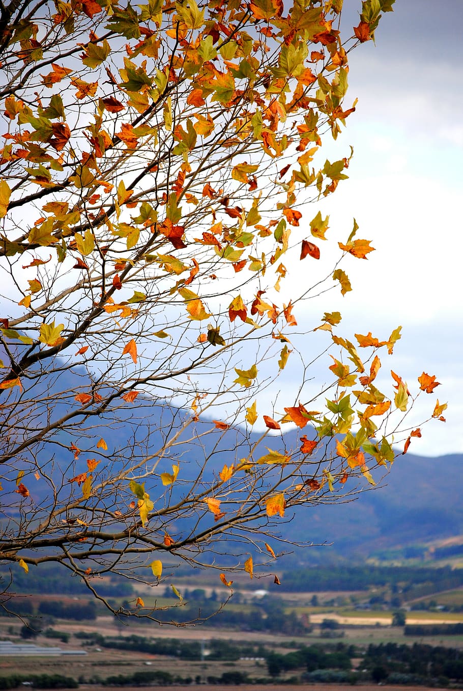 arbre, full, planta, tronc de l'arbre, Sud-Àfrica, paarl, naturalesa, ocell, animal, detall, blau, taronja, tardor, fulles, muntanyes, a l'aire lliure, maple, menjar, produir, llum, bellesa a la natura, creixement, cel, branca, dia, canvi, cap gent, tranquil·litat, vista d’angle baix, centrar-se en primer pla, part de la planta, núvol - cel, primer pla, llum solar, 2K