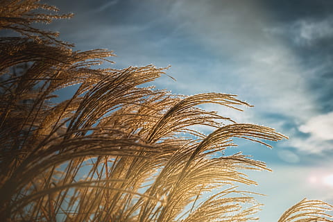 erba, tramonto, paesaggio, sera, alba, erbe, crepuscolo, estate, nuvole, retroilluminazione, prato, giallo, orizzonte, luce del sole, panoramico, cielo, nuvola - cielo, crescita, pianta, Inquadratura dal basso, natura, nessuno, albero, giorno, Palma, bellezza nella natura, all'aperto, clima tropicale, foglia, foglia di palma, la tranquillità, scenics - natura, parte vegetale, avvicinamento, 5K, CC0, dominio pubblico, privo di copyright