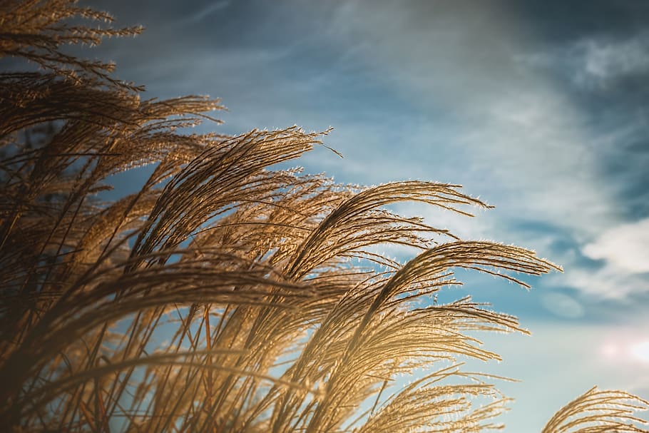 erba, tramonto, paesaggio, sera, alba, erbe, crepuscolo, estate, nuvole, retroilluminazione, prato, giallo, orizzonte, luce del sole, panoramico, cielo, nuvola - cielo, crescita, pianta, Inquadratura dal basso, natura, nessuno, albero, giorno, Palma, bellezza nella natura, all'aperto, clima tropicale, foglia, foglia di palma, la tranquillità, scenics - natura, parte vegetale, avvicinamento, 5K