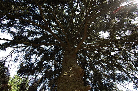 arbre, planta, tronc de l'arbre, pi, abies, avet, conífera, alt, naturalesa, branques, gran, Palmera, arecaceae, làrix, sequoia, instrument musical, músic, intèrpret, pianista, piano, vista d’angle baix, tronc, cel, bellesa a la natura, creixement, cap gent, dia, tranquil·litat, alta - alta, bosc, branca, a l'aire lliure, terra, fons, copa de l'arbre, directament a sota, 2K, CC0, domini públic, lliure de regalies