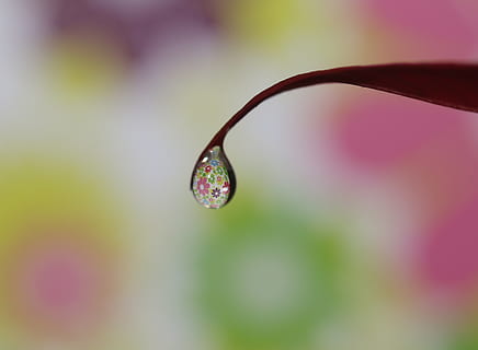 tirar, aigua, macro, refractiva, coloració, primer pla, planta, bellesa a la natura, vulnerabilitat, cap gent, humit, fragilitat, enfocament selectiu, centrar-se en primer pla, naturalesa, creixement, frescor, rosada, dia, flor, puresa, a l'aire lliure, gota de pluja, pluja, fulla d'herba, 2K, CC0, domini públic, lliure de regalies