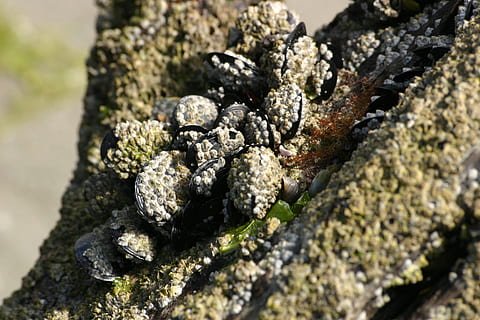 mussels, shells, sea, algae, close-up, no people, selective focus, nature, day, textured, plant, focus on foreground, rough, solid, food, food and drink, pattern, animal wildlife, black color, outdoors, animal, rock - object, animal themes, sunlight, lichen, 2K, CC0, public domain, royalty free