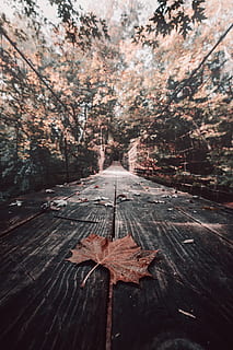 brown maple leaf, bridge, tree, railing, leaf, leaves, autumn, fall, perspective, trek, hike, adventure, journey, outdoors, nature, light, sun, sunlight, texture, wood, forest, wood - Material, backgrounds, plank, no People, season, red, flooring, old, abstract, woodland, uSA, brown, road, landscape, 5K, CC0, public domain, royalty free