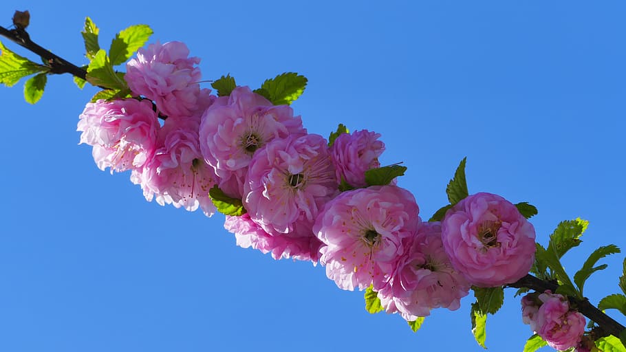 mandel, blomster, forår, April, lyserød, træ, blomstrende, flot, plante, delikatessen, Busk, amagdalus, kronblad, planter, blomst, lyserød farve, blomstrende plante, friskhed, skønhed i naturen, skrøbelighed, sårbarhed, natur, vækst, tæt på, blomstre, blå, ingen mennesker, skyfri himmel, himmel, blomsterstand, blomsterhoved, flok blomster, udendørs, kirsebær blomst, buket, Kirsebærtræ, blomster arrangement, lilla, 5K