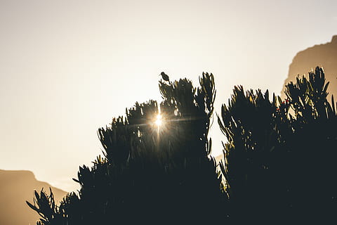 árvores sob a luz do sol, leve, clarão, luz solar, pássaro, animal, ao ar livre, natureza, céu, silhueta, nascer do sol, Céu vermelho, alvorecer, por do sol, crepúsculo, árvore, plantar, abeto, abies, Dom, construção, beleza na natureza, tranquilidade, scenics - natureza, crescimento, cena tranquila, céu limpo, ninguém, copie o espaço, raio de Sol, reflexo de lente, retroiluminado, visão de baixo ângulo, 4K, CC0, domínio público, royalty free