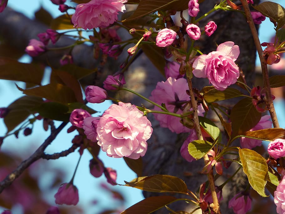 sakura, a inflori, primăvară, roz, copac, japonez, natură, grădină, floră, frumuseţe, flori, plantă, planta cu flori, frumusețe în natură, floare, creştere, fragilitate, vulnerabilitate, prospeţime, petală, a închide, culoarea roz, să se concentreze asupra primelor elemente, zi, cap de floare, inflorescenţă, nici o persoana, inflori, în aer liber, cires, floare de cires, 4K