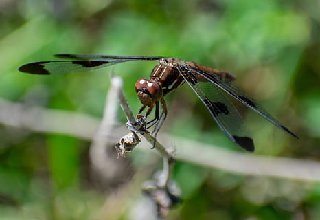 แมลงปอ, แมลง, ปีก, ธรรมชาติ, ฤดูร้อน, damselfly, สัตว์ที่ไม่มีกระดูกสันหลัง, สัตว์ป่า, สัตว์ในป่า, ธีมสัตว์, สัตว์, สัตว์หนึ่งตัว, ใกล้ชิด, ปลูก, ปีกสัตว์, วัน, เลือกโฟกัส, ไม่มีคน, มุ่งเน้นไปที่เบื้องหน้า, ส่วนของพืช, สีเขียว, ใบไม้, กลางแจ้ง, ตาสัตว์, 4K, CC0, โดเมนสาธารณะ, ค่าลิขสิทธิ์ฟรี