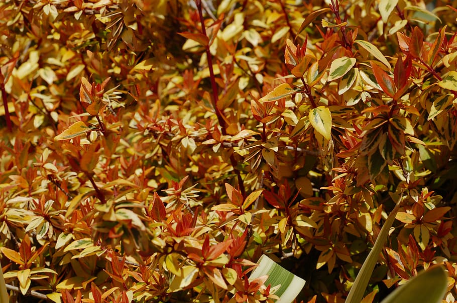 frunze, plantă, copac, floare, inflori, hârtie, Acanthaceae, arțar, fruct, alimente, legume și fructe, curmal japonez, vază, ceramică, borcan, planta in ghiveci, artă, origami, trunchi de copac, tufiș, parte a plantelor, creştere, natură, toamnă, Schimbare, frumusețe în natură, a închide, nici o persoana, zi, în aer liber, fundaluri, să se concentreze asupra primelor elemente, cadru complet, liniște, selectiv, Culoarea verde, frunză de arțar, starea naturala, 2K