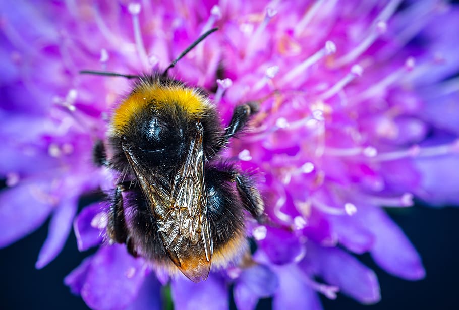 แมโคร, แมลง, bumblebee, ดอกไม้, ปุย, ปีก, สัตว์ที่ไม่มีกระดูกสันหลัง, ไม้ดอก, สัตว์, สัตว์หนึ่งตัว, ธีมสัตว์, สัตว์ในป่า, สัตว์ป่า, ผึ้ง, กลีบดอกไม้, ความงามในธรรมชาติ, ความบอบบาง, ใกล้ชิด, หัวดอกไม้, ความอ่อนแอ, ความสด, การผสมเกสรดอกไม้, สีม่วง, ไม่มีคน, กลางแจ้ง, เรณู, 5K