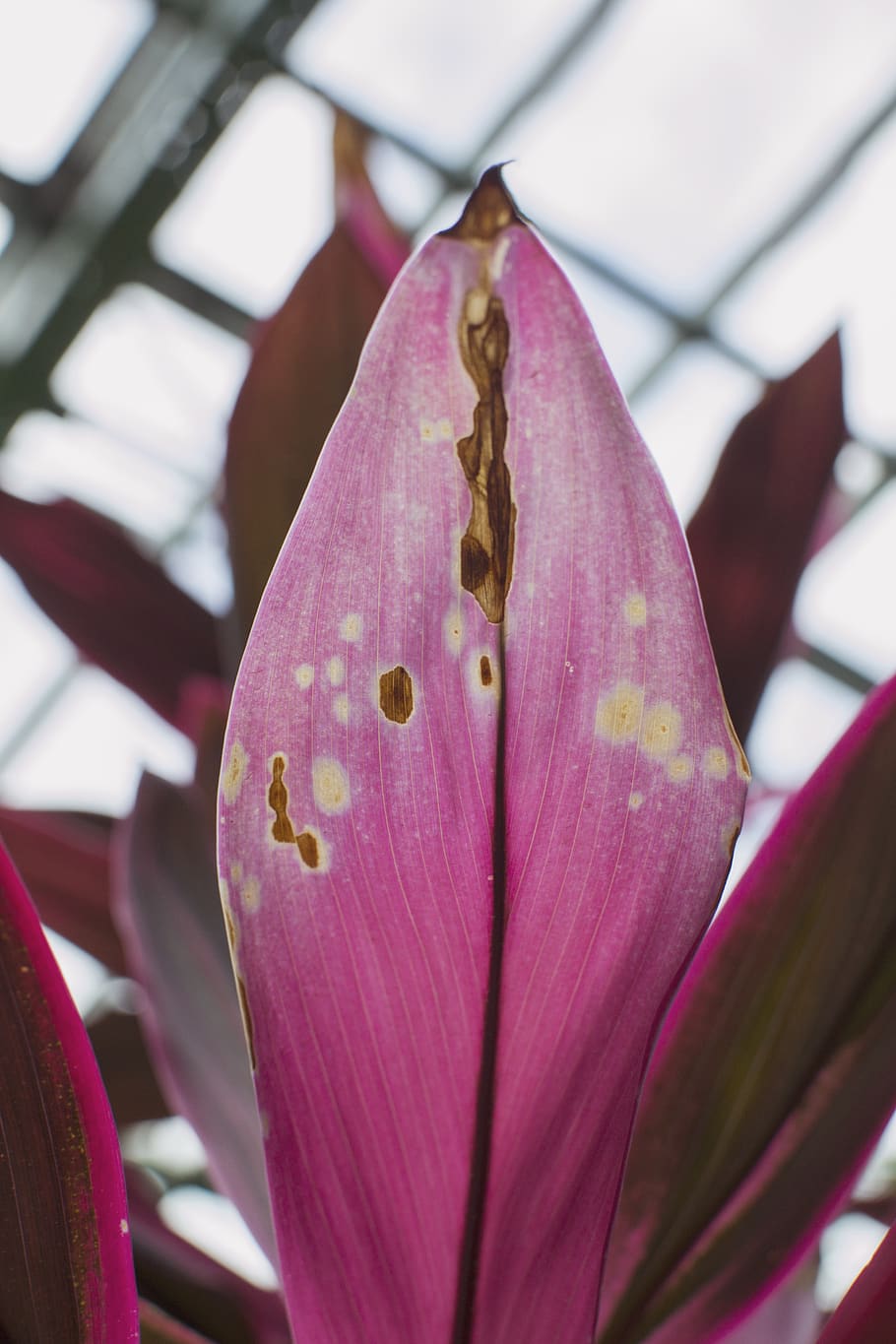 Romania, Bucarest, foglia rosa, foglia, struttura, giardino botanico, botanico, avvicinamento, colore rosa, pianta, fiore, freschezza, bellezza nella natura, crescita, pianta fiorita, concentrarsi sulle conoscenze acquisite, petalo, nessuno, fragilità, vulnerabilità, testa di fiore, giorno, natura, infiorescenza, all'aperto, germoglio, viola, 4K