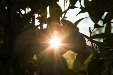 Grün, blätterte, Baum, tagsüber, Fackel, Licht, Sonnenlicht, mühlethurnen, Schweiz, Sommer-, Sonnenuntergang, Linseneffekt, Bäume, Pflanze, Neon-, funkeln, Blume, Iris, blühen, Venen, Krug, Campus, Säugetier, Golden Retriever, Sonne, Natur, Blatt, Sonnenstrahl, Pflanzenteil, Himmel, Tag, Wachstum, Flachwinkelansicht, sonnig, keine Leute, Schönheit in der Natur, Streaming, draußen, Nahansicht, Ast, hell, Blätter, hell erleuchtet, Sonneneruption, 5K, CC0, gemeinfrei, lizenzfrei