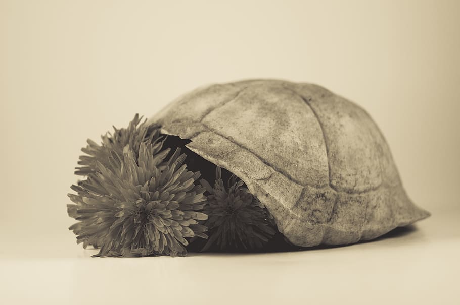 tortuga, shell, dent de lleó, flor, naturalesa, groc, escala de grisos, càlid, fons de pantalla, fons, os, decaïment, llum, Caixa, caixa de llum, la vida, mort, gris, escala, blanc, tir de l'estudi, primer pla, cap gent, a l'interior, alimentació saludable, fauna animal, un animal, animal, natura morta, closca d’animals, temes d'animals, animals a la natura, benestar, menjar i beguda, fons blanc, frescor, centrar-se en primer pla, marí, 4K