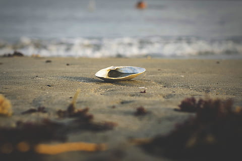 beach, shell, beachy, seashell, sea, ocean, new england, sand, surf, waves, wave, yellow, colorful, island, detail, beach life, land, selective focus, day, water, no people, nature, animal shell, close-up, surface level, beauty in nature, outdoors, tranquility, sunlight, sky, 5K, CC0, public domain, royalty free