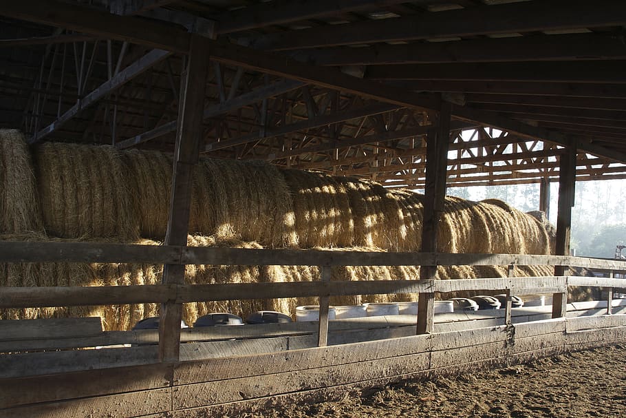 graner de fenc, agricultura, graner, contenidors, la llum del dia, granja, herba, fenc, bales de fenc, paller, a l'interior, gran, llum, sorra, sòl, bales de palla, llum solar, viatjar, fusta, estructura construïda, cap gent, arquitectura, material de fusta, naturalesa, dia, edifici agrícola, fàbrica, metall, Indústria alimentària i de begudes, habitació domèstica, magatzem, connexió, sostre, 4K