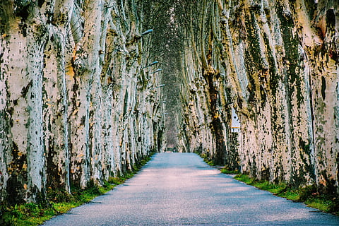 arbre folrat, carretera asfaltada, arbres, fullatge, arbres plantans, escorça blanca, estèril, Stark, naturalesa, tardor, hivern, provence, crinera, França, europa, al sud de França, món vell, rústic, pintoresc, encantador, el camí a seguir, direcció, carretera, transport, cap gent, planta, arbre, perspectiva decreixent, dia, bosc, terra, tranquil·litat, creixement, tronc, tronc de l'arbre, bellesa a la natura, a l'aire lliure, buit, sendera, treelined, 5K, CC0, domini públic, lliure de regalies