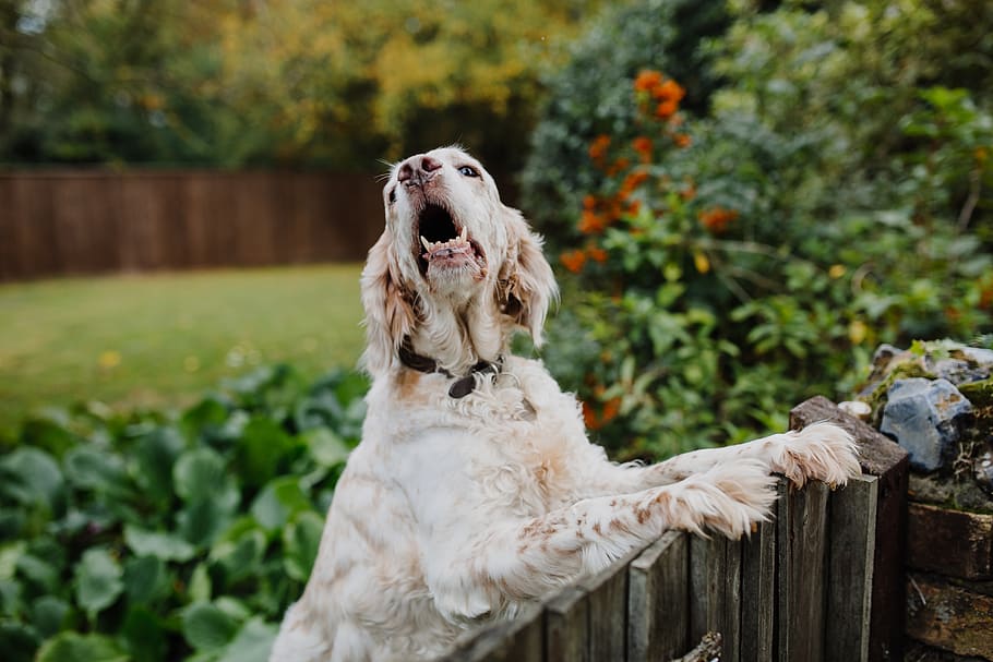 weißer Hund stehend, Tierthemen, Tier, ein Tier, inländisch, Haustiere, Säugetier, Eckzahn, Hund, Wirbeltier, Mund, Mund offen, Tag, keine Leute, Fokus auf den Vordergrund, Natur, Pflanze, Gesichtsausdruck, draußen, Tierkörperteil, Tiermund, 4K