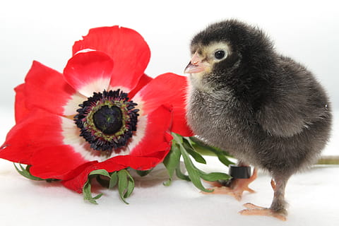 pollets, pollets de pollastres, primavera, Pasqua, flor, florir, animal jove, temes d'animals, ocell jove, ocell, animal, vertebrats, planta amb flors, primer pla, cap gent, un animal, planta, naturalesa, a l'interior, pollastre infantil, animals domèstics, mascotes, nacional, tir de l'estudi, mamífer, cap de flor, 5K, CC0, domini públic, lliure de regalies