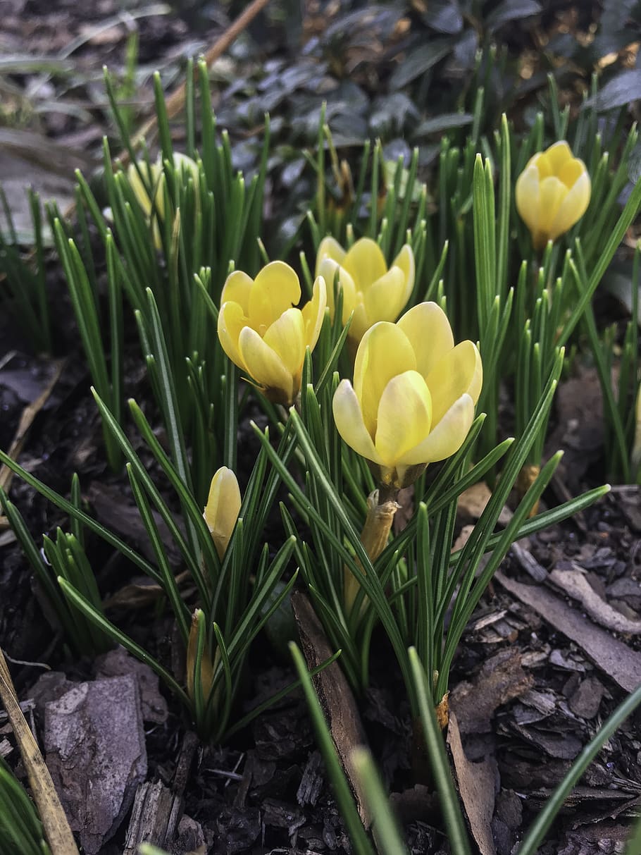 Krokus, forår, blomst, blomster, safran, gul, farve, smuk, blomstrende plante, plante, skrøbelighed, sårbarhed, skønhed i naturen, vækst, friskhed, tæt på, kronblad, blomsterhoved, natur, blomsterstand, ingen mennesker, dag, Mark, jord, grøn farve, iris, udendørs, 4K
