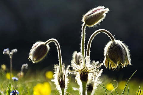 forår, natur, flor, flora, skønhed, tæt, farverig, bella, hvid, naturlig, baggrund, blomster, dekorative, plante, vækst, skrøbelighed, blomst, sårbarhed, blomstrende plante, skønhed i naturen, friskhed, ingen mennesker, tæt på, fokus på forgrunden, plantestamme, dag, blomsterhoved, udendørs, blomsterstand, ro, selektiv fokusering, knop, blødhed, mælkebøtte frø, bægerblad, 4K, CC0, offentligt domæne, royaltyfrie