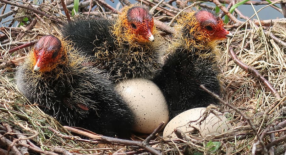 coot, ou, jove, niu, escotilla, primavera, aus aquàtiques, pollet, dia, cap gent, naturalesa, vista d’angle alt, planta, primer pla, planta suculenta, cactus, menjar, animal, terra, nova vida, inicis, temes d'animals, menjar i beguda, camp, a l'aire lliure, niu d’animals, llum solar, 2K