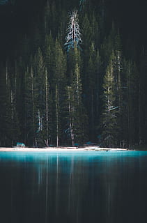 blau, mar, al costat, pins, arbre mort, arbre, bosc, Riba, aigua, llac, fosc, verd, naturalesa, paisatge, canviant d'humor, densa, espés, misteriós, contrast, wanderlust, explorar, viatjar, aventura, Canadà, escenics, a l'aire lliure, cap gent, bellesa a la natura, escena tranquil·la, cel, hivern, pi, neu, muntanya, reflexió, àrea salvatge, imatge en color, nit, Columbia Britànica, fred - temperatura, EUA, còpia espai, 2K, CC0, domini públic, lliure de regalies