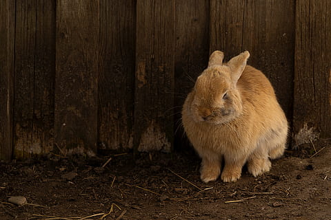 dyr, hare, kanin, påske, søt, dyr verden, pattedyr, ører, bunny, gård, landlig, liten, Augen, morsom, utsikt, pels, nærbilde, dyre temaer, ett dyr, ingen folk, kanin - dyr, tre - materiale, dyreliv, virveldyr, dyr i naturen, land, gnager, brun, natur, kjæledyr, skog, dag, utendørs, innenlands, 4K, CC0, offentlig domene, opphavsrett gratis