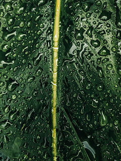 vådt blad, tæt på, dug, dråber vand, blad, mobilechallenge, regndråber, våd, grøn farve, dråbe, vand, fuld ramme, regn, plante, natur, ingen mennesker, vækst, baggrunde, dag, skønhed i naturen, regndråbe, plante del, friskhed, regntiden, udendørs, renhed, græsblad, 4K, CC0, offentligt domæne, royaltyfrie