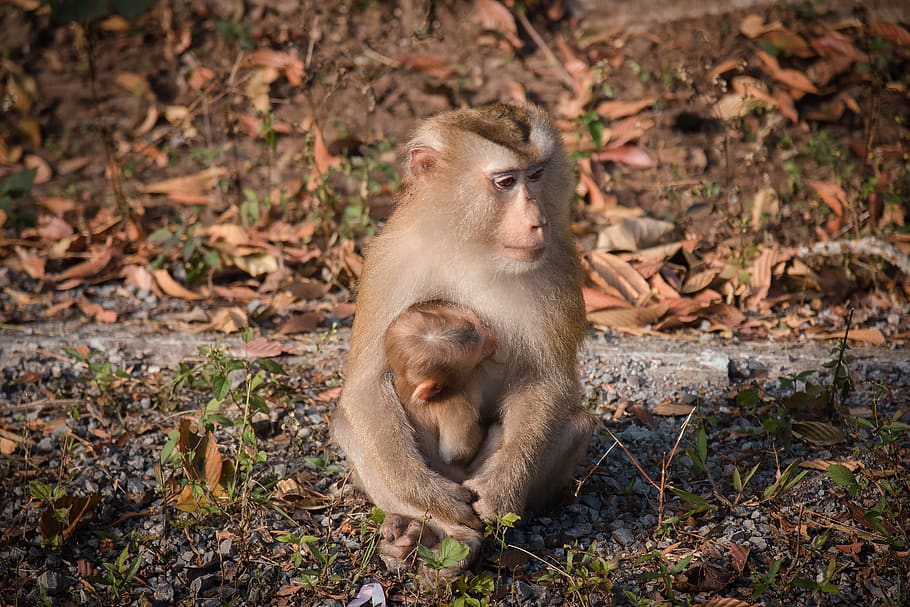 mico, bosc de micos, micos, naturalesa, Tailàndia, macaque, mamífer, persistent, trepitjar, ulls, cabell, arbre, robar, pressa, entremaliat, animals, no hi ha residencial, ximpanzé, zoo, bola de mico, animals a la natura, primat, fauna animal, vertebrats, grup d’animals, animal jove, part de la planta, full, dos animals, cap gent, assegut, dia, terra, unió, a l'aire lliure, família d’animals, babuí, cura, 2K